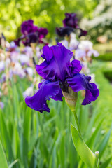 Iris cultivated in a garden