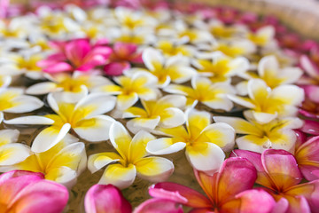 Pink white and yellow plumeria or frangipani flowers floating on water