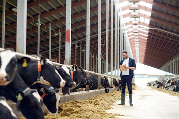 farmer with clipboard and cows in cowshed on farm - obrazy, fototapety, plakaty
