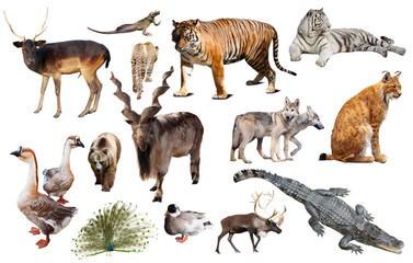 animal collection asia