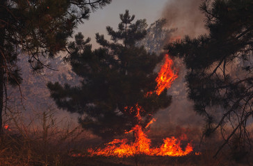 fire. wildfire, burning pine forest .