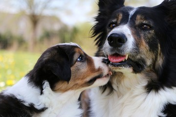 kleiner border collie welpe küsst seine mutter im garten