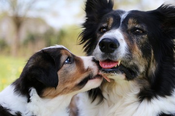 kleiner border collie welpe k&uuml;sst seine mutter im garten