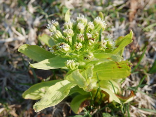 Freshly coming green butterbur sprout telling spring is coming in Hokkaido, Japan