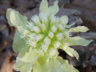 Freshly coming green butterbur sprout telling spring is coming in Hokkaido, Japan