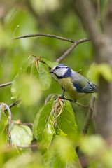 Obraz premium Gentiana