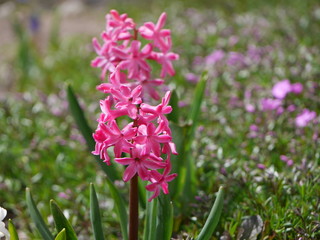 Fototapeta premium Vivid pink hyacinth flowers freshly blooming in Spring