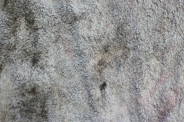 tripe