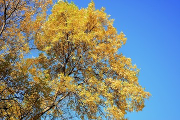Autumn view of Vilnius Naujamiestis district on October 6, 2015