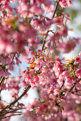 Pink sakura cherry blossom close-up