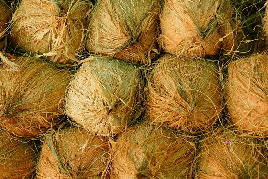 coconuts