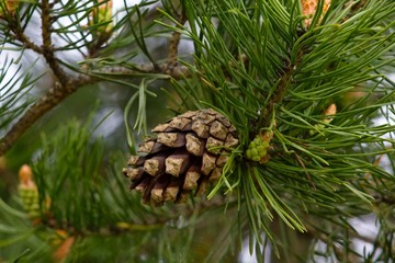 Pine twig cone