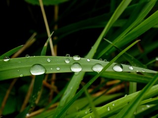 Green grass with dew