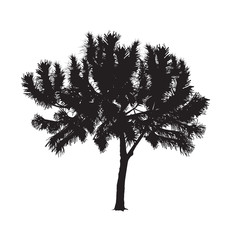 Silhouette of the southern pine on a white background