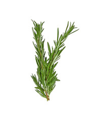 Rosemary isolated on white background