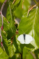 White butterfly on green leaf.