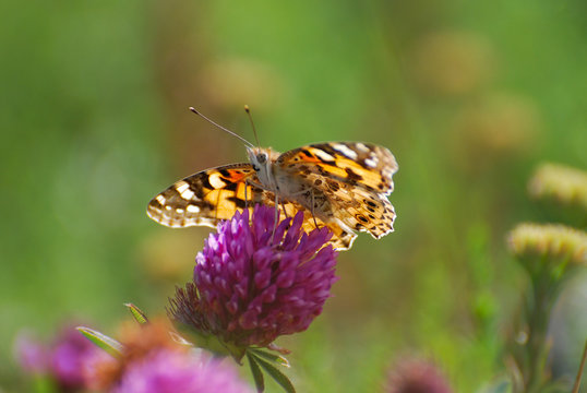 Painted Lady, Vanessa cardui, extracting nectar from a flower. Butterfly in nature on wild flower