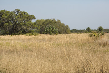 Fototapeta na wymiar Florida scrub habitat at Lake Kissimmee State Park.