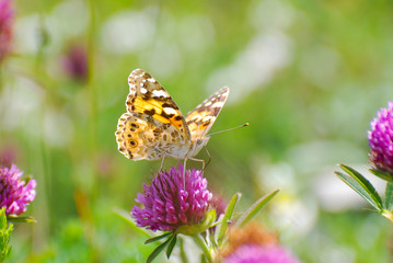 Fototapeta na wymiar Painted Lady, Vanessa cardui, extracting nectar from a flower. Butterfly in nature on wild flower