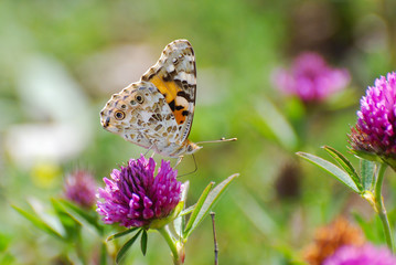 Painted Lady, Vanessa cardui, extracting nectar from a flower. Butterfly in nature on wild flower