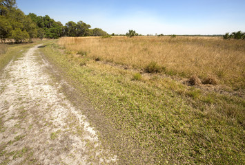 Fototapeta na wymiar Hiking trail winding through Florida scrub at Lake Kissimmee Park.