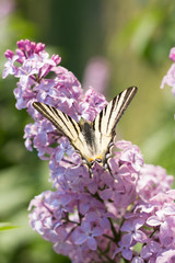 Podalirio Iphiclides Podalirius Butterfly on Syringa Flowers in the Sunset