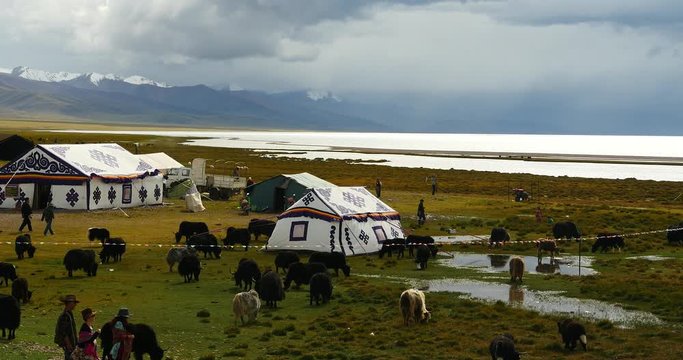 4k huge clouds mass rolling over lake namtso,tibet mansarovar,herdsman tent,a group of cow,Tibet's second largest lake,is the third largest saltwater lake in China.