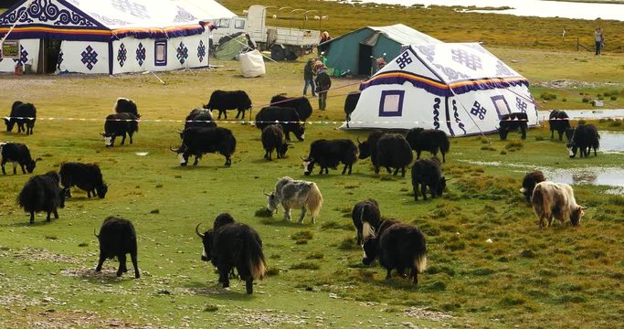 4k Tibet herdsman tent,cow & sheep flock,Danggula(Tanggula) Mountains in xizang Plateau,roof of the World.