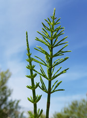 Ackerschachtelhalm; Equisetum; arvense