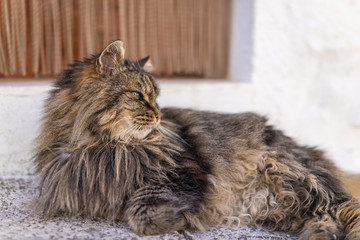 selective focus of domestic adorable black grey Maine Coon kitten, young cat in sunshine day