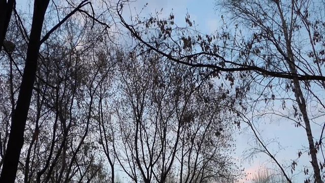 Pan view of dark tree silhouettes against the light blue sky. Early spring or autumn - branches with dry old leaves. Evening in the park or forest