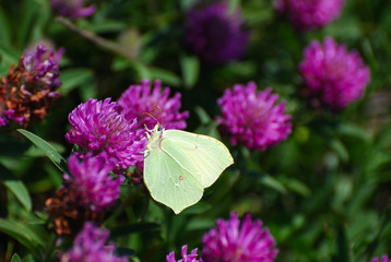 Brimstone, Gonepteryx rhamni, lemon yellow butterfly in wild. Butterfly in nature