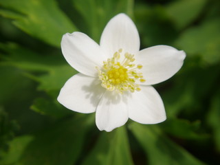 Beautiful tiny soft windflower blooming in Spring