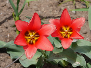Red tulips blooming beautifully in Spring