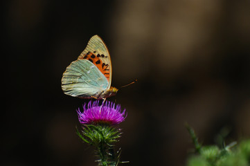 Argynnis pandora - Cardinal cloak butterfly on a flower in meadow. Butterfly in natural habitat