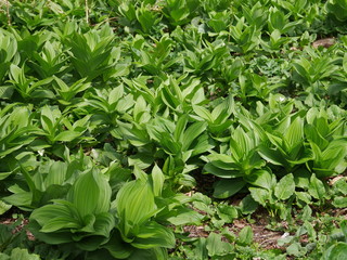 Fresh green leaves coming up in forest in the spring