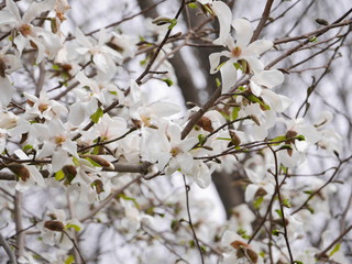 Magnolia flowers blooming beautifully in Spring