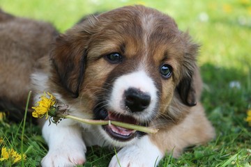 kleiner brauner border collie welpe liegt im garten und hat in seinem geöffnetem mund eine löwenzahnblume