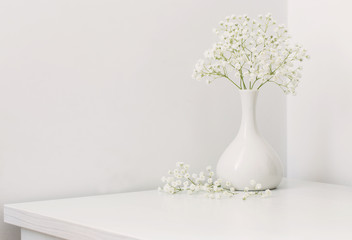 gypsophila on white background