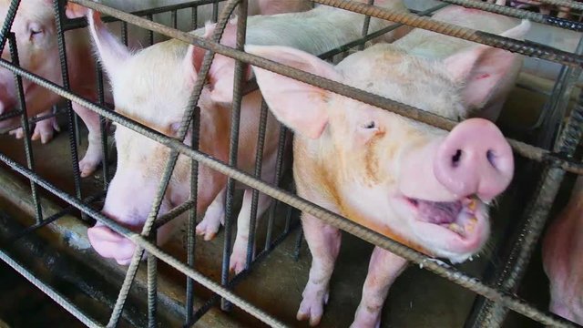 Pig farm with lots of pork.