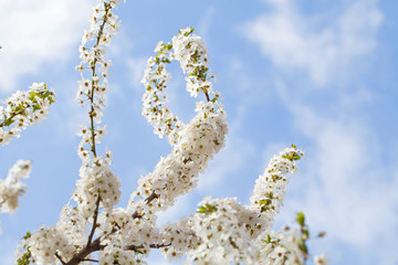 Spring blossom and the blue sky