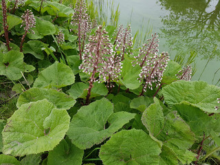 Pestwurz; Petasites, hybridus; officinalis