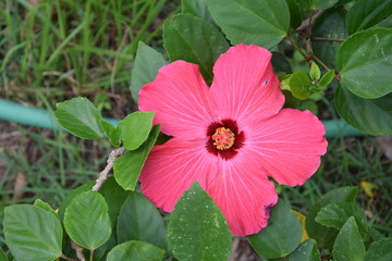 pink flower