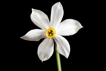 Wild Narcissus Stellaris. Wild flower isolated on black background.
