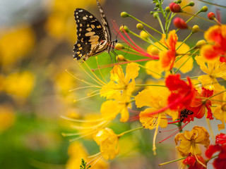 butterfly drink pollen from orange flowers and yellow flowers