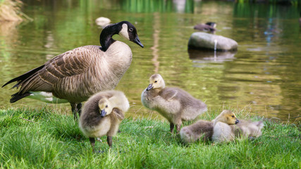 Canada goose and goslings