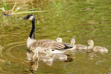 Canada goose and goslings
