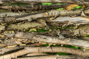 Fragment of a hedge of twisted branches