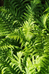 Fototapeta na wymiar Green fern leaves
