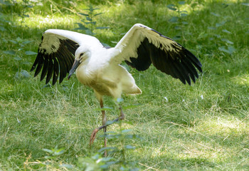 White Stork on the Grass